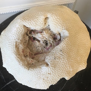 Könnte beinhalten: Eine große, weiße Koralle mit einer strukturierten Oberfläche und einem Loch in der Mitte. Die Koralle liegt auf einer schwarzen Oberfläche.