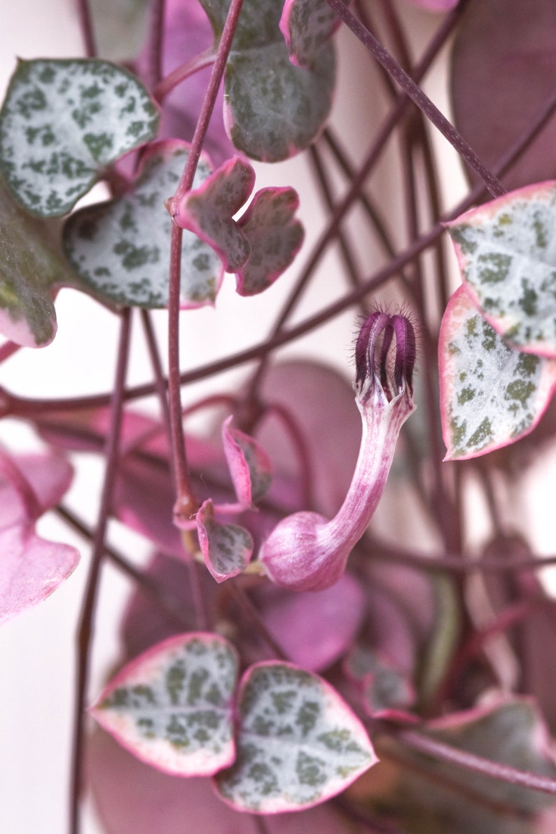 Ceropegia Woodii Variegata Chaîne de cœurs panachés Coupe Etsy France