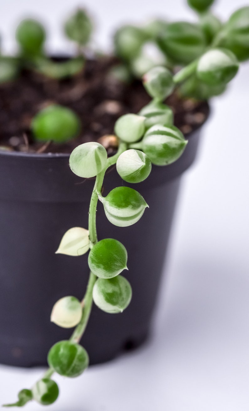 Senecio Rowleyanus Variegata Variegated String of Pearls ...