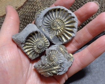 3x Pyrite Ammonite Negatives - Brass Polished Pyrite, Great Display, Genuine Fossils, Jurassic, Brass, FREE WORLDWIDE Delivery 3208S