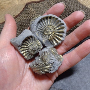 3x Pyrite Ammonite Negatives - Brass Polished Pyrite, Great Display, Genuine Fossils, Jurassic, Brass, FREE WORLDWIDE Delivery 3208S
