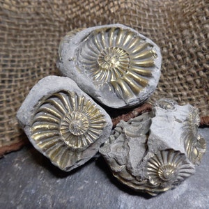 May include: Three fossilized ammonites with gold pyrite. The ammonites are in various stages of preservation, with some showing more detail than others. The fossils are on a dark gray background.