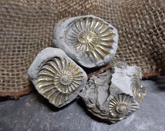 3x Pyrite Ammonite Negatives - Brass Polished Pyrite, Great Display, Genuine Fossils, Jurassic, Brass, FREE WORLDWIDE Delivery 3208A-E