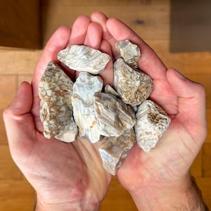 Fossiliserad korall Wiltshire stjärnagat 400g parti stenar hantverk tumlande sällsynt