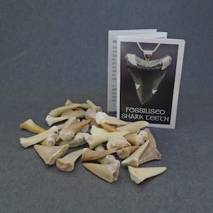 Fossil Shark Teeth - 25g Mixed Lot of Fossilised Shark teeth, Great for Crafts, Display, Collectors, FREE WORLDWIDE SHIPPING