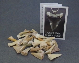 Fossilized Shark Teeth Lot – Mixed Sizes, Craft Supplies (25g)