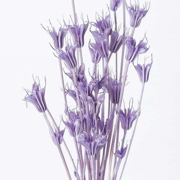 Natural Dried Light Purple Foliage Stems, Nigella Orientals , DIY Floral Arrangements, DIY Home Decore, Dried Bouquet