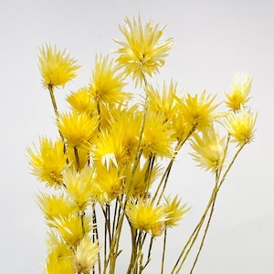 Shiny White in Yellow Flower, Wholesale Foliage , DIY Floral Arrangements, DIY Home Décor, Dried Vase Bouquet
