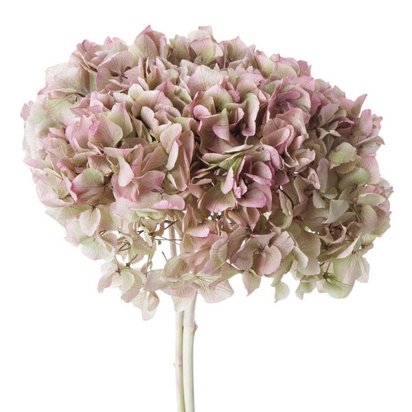 Royal Hydrangea with Stem Hydrangea / Oregano Pink, High-Quality Home décor Flowers,  Arrangements, Floral bouquets.