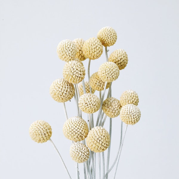 Wash White / Billy Buttons, Dried Foliage Stems, DIY Floral Arrangements, DIY Home Décor, Floral Vase Arrangements