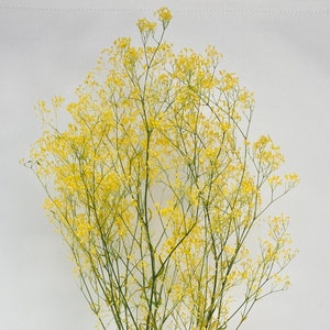 Super Soft Mini Baby Breath Flare Preserved in Yellow/Green Color Pack, DIY Floral Arrangements, DIY Home Décor, Dried Vase Bouquet