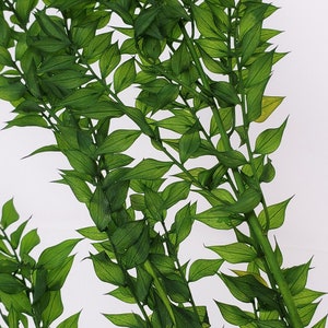 Preserved Ruscus in Fresh Green Pack, Wholesale Foliage , DIY Floral Arrangements, DIY Home Décor, Dried Vase Bouquet
