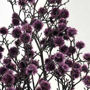 Purple / Starlinger color  Dried Natural Material  Flower Interior Pre-Presa Flower, DYI floral Arrangements.