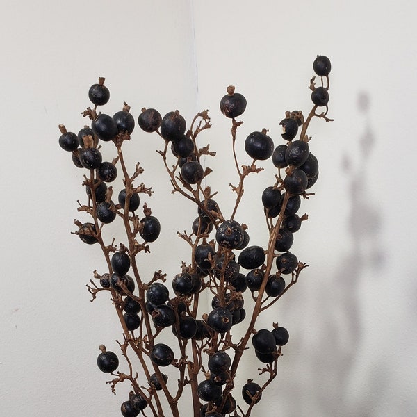 Black Dried Flowers Etsy