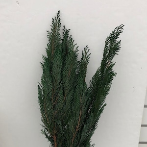 Hiba Cypress Japanese Preserved, Preserved Leaves Pack, Wholesale Foliage, DIY Floral Arrangements, Home Decore, Dried Vase Bouquet.
