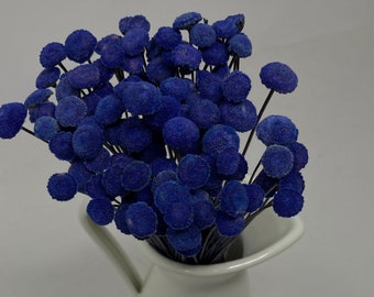 Button Flower in Cobalt Blue, It is a dried flower with a unique shape like a button  flower.  DYI floral Arrangements.