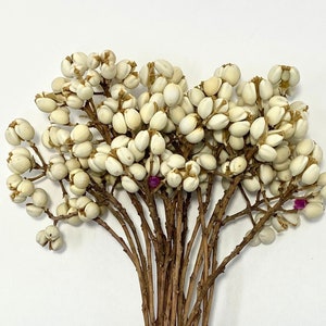 Natural Dried Chinese Tallow Tree, ideal for home décor. making bouquets and arrangements. image 1