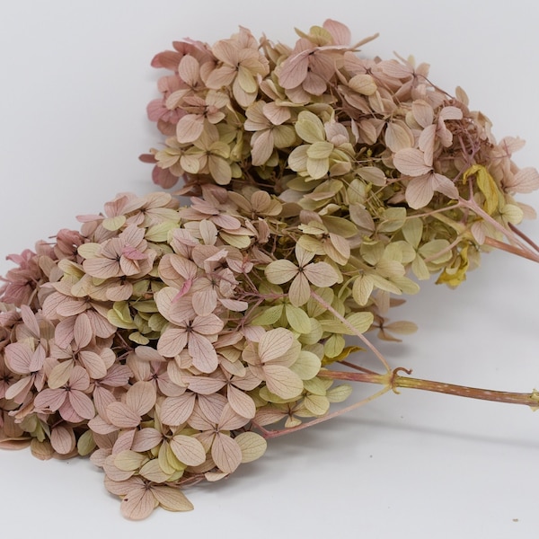 Preserved Hydrangea with Stems, Peegee Hydrangea,High Quality Home decor Flowers, Wholesale Flowers for DIY Floral, Flower vase decor.