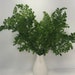 see more listings in the Preserved  Ferns section