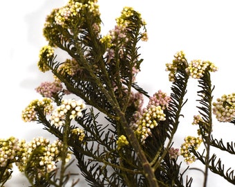 Pink Riceflower Stems  Dried Flower, Wholesale Foliage, DIY Floral Arrangements, DIY Home Decore, Dried Vase Bouquet