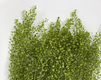 Preserved Lepidium Petty Coat, Green leafy vegetables, Leaves Pack, DIY Floral Arrangements, DIY Home Décor, Dried Vase Bouquet.