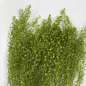 Preserved Lepidium Petty Coat, Green leafy vegetables, Leaves Pack, DIY Floral Arrangements, DIY Home Décor, Dried Vase Bouquet.