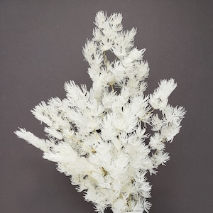 Preserved Japanese Ming Fern in Off White Color, Preserved Leaves Pack, DIY Floral Arrangement, DIY Home Décor, Vase Bouquet.