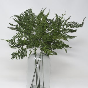 Mini Fern Green Leaf, Preserved Leaves Pack, Wholesale Foliage , DIY Floral Arrangements, DIY Home Decor, Dried Vase Bouquet