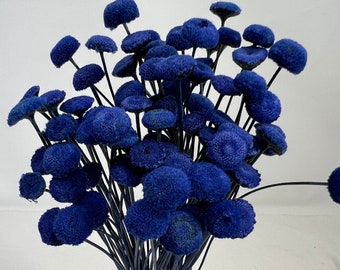 Button Flower in Cobalt Blue, It is a dried flower with a unique shape like a button  flower.  DYI floral Arrangements.