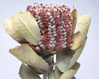 Banksia Coccinea in Natural  color  , Dried Foliage Stems, Wholesale Foliage ,DIY Floral Arrangements, Home Décor ,Vase Bouquet