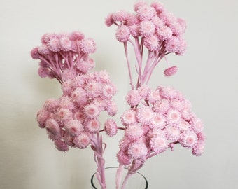 Immortelle  Flower in  Sherbet Pink , Dried flowers Stems, Wholesale Foliage, DIY Floral Arrangements, Home Décor, Vase Bouquet