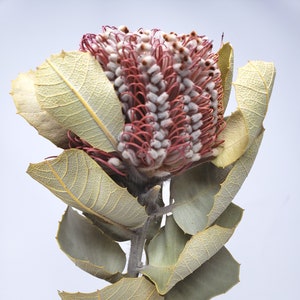 Banksia Coccinea in Natural  color  , Dried Foliage Stems, Wholesale Foliage ,DIY Floral Arrangements, Home Décor ,Vase Bouquet