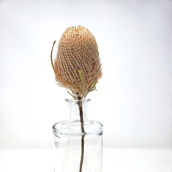 Banksia Hookeriana  in Natural  color  , Dried Foliage Stems, Wholesale Foliage ,DIY Floral Arrangements, Home Décor ,Vase Bouquet