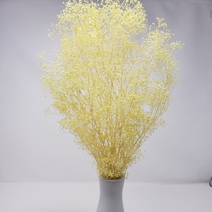 Light Yellow / Baby Breath / Soft Mini Flare Preserved, DIY Floral Arrangements, DIY Home Décor, Dried Vase Bouquet.