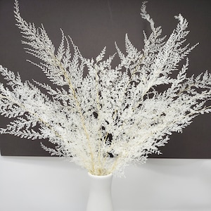 Lace Fern dried in White Color, Wholesale Foliage, DIY Floral Arrangement, DIY Home Décor, Vase Bouquet