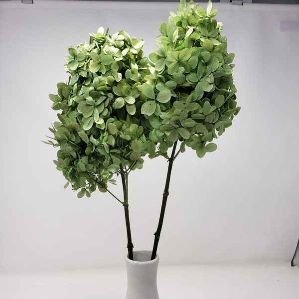 Natural Green / Peegee Hydrangea w/Stems, High Quality Home décor Flowers, Wholesale Flowers for DIY Floral Arrangements,