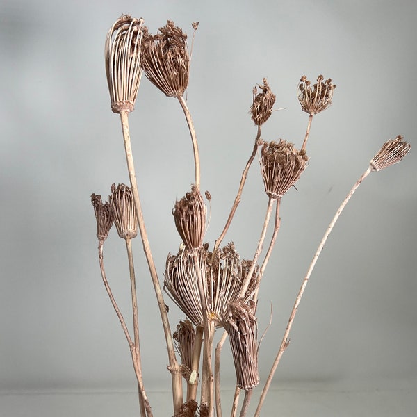 Dried Queen Anne's Lace  in Mauve Brown,  DIY Floral Arrangements, DIY Home Décor, Vase Arrangements, Vase bouquet. Wedding bouquet