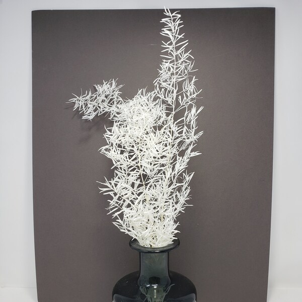 Preserved Asparagus Sprengeri in Off-White Color, Preserved Leaves Pack, DIY Floral Arrangement, DIY Home Décor, Vase Bouquet