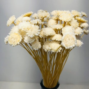 Margueritte Flower in White is a dried flower with the unique shape of a bud head flower.  DIY Floral Arrangements.