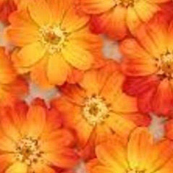 Orange Red  Zinna Gradation preserved flower,  preserved flowers use in bouquets and as well as in the formation of floral arrangements.