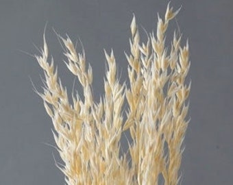 Avena in  Off-White Dried Natural Material, Ear of wheat in  Natural Dried Flower Interior Pre-Presa Flower, DYI floral Arrangements.