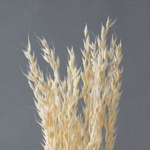 Avena in  Off-White Dried Natural Material, Ear of wheat in  Natural Dried Flower Interior Pre-Presa Flower, DYI floral Arrangements.