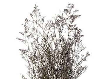 Smoky Gray /Caspia Preserved , Floral arrangements, wedding décor, home décor, DIY Flower arrangements