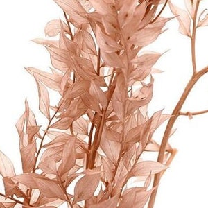 Pink Beige / Preserved Ruscus Pack, Wholesale Foliage , DIY Floral Arrangements, DIY Home Décor, Dried Vase Bouquet