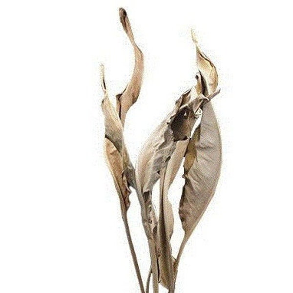 Dried Strelitzia leaf in Natural  color, Foliage Stems, Wholesale Foliage ,DIY Floral Arrangements, Home Décor ,Vase Bouquet