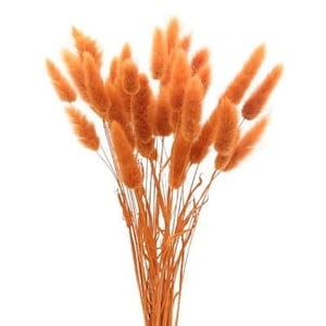 Terra-cotta / Lagurus  for a sparkling floral arrangement,, Home Décor, Wedding Décor, Dried Flowers, Vase arrangements