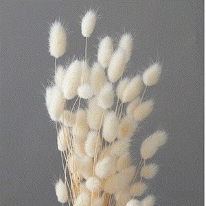 White Lagurus Honey Tail  for a sparkling floral arrangement,, Home Décor, Wedding Décor, Dried Flowers, Vase arrangements