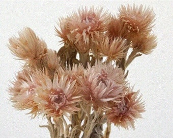 Pink Beige / Two Tone Silver Daisy Flower in Two, Wholesale Foliage, DIY Floral Arrangements, DIY Home Decore, Dried Vase Bouquet