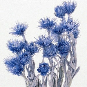 Cobalt Blue /  Mini Silver Daisey, Wholesale Foliage , DIY Floral Arrangements, DIY Home Décor, Dried Vase Bouquet