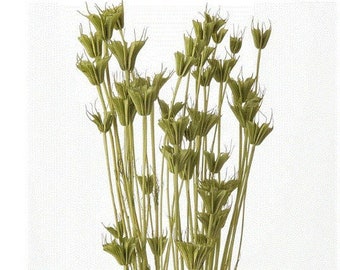 Natural Dried Spring Green Foliage Stems, Nigella Orientals, DIY Floral Arrangements, DIY Home Decore, Dried Bouquet